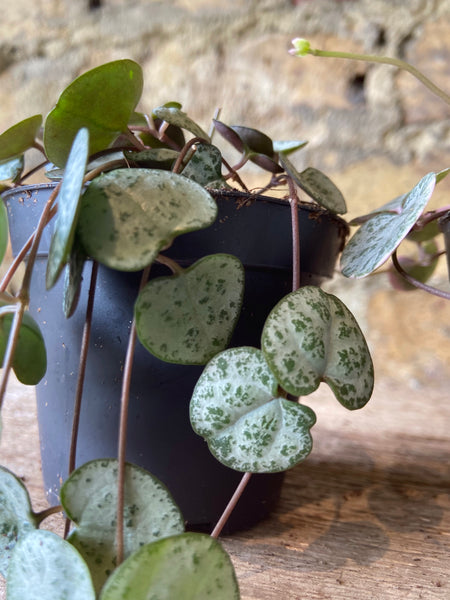 Ceropegia Woodii (String of Hearts)