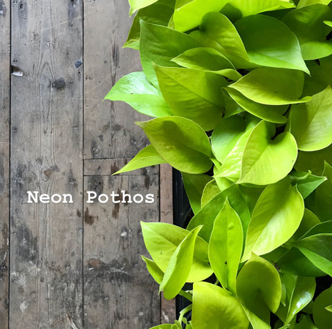 Epipremnum Neon Pothos