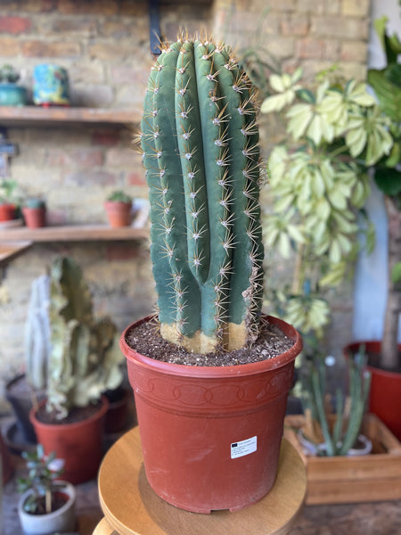 Cactus - Carnegiea Gigantea cactus