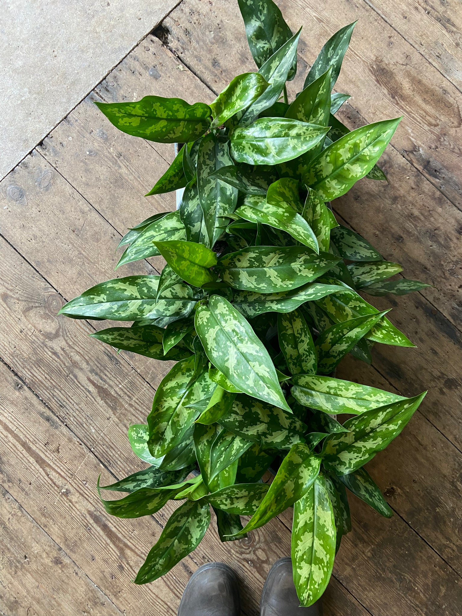 Aglaonema 'Maria'