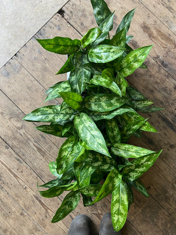 Aglaonema 'Maria'