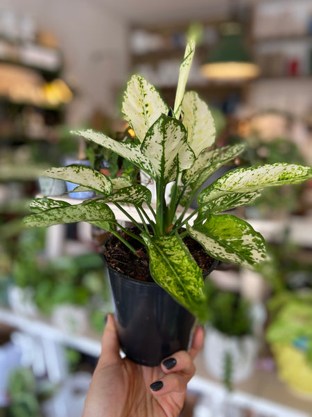 Aglaonema White Kiwi