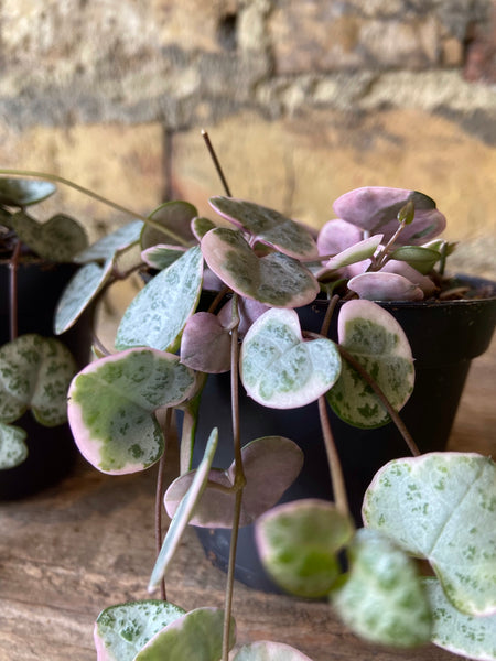 Ceropegia Woodii Variegated - String of Hearts