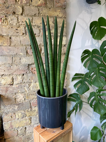 Sansevieria Cylindrical Fan