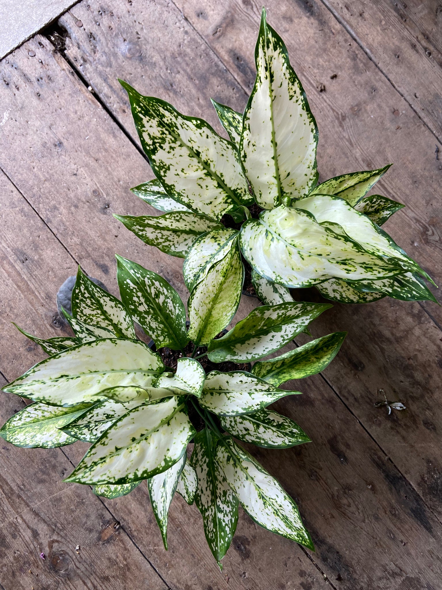 Aglaonema White Kiwi