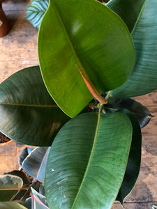 Ficus Elastica