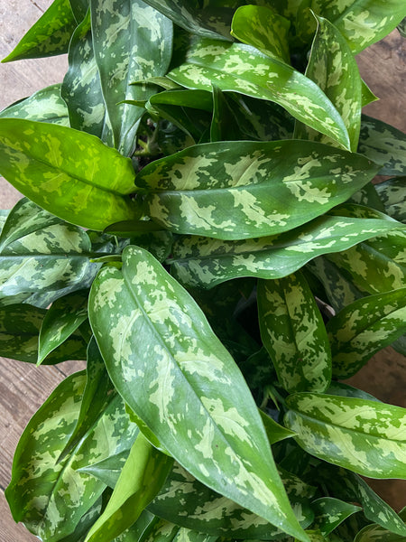 Aglaonema 'Maria'